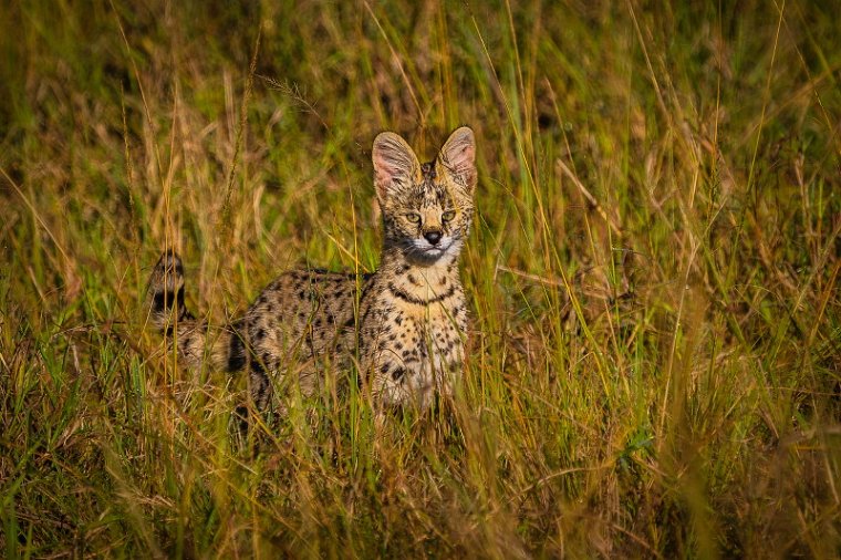 089 Masai Mara, serval.jpg